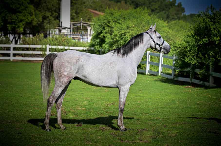 Bassam