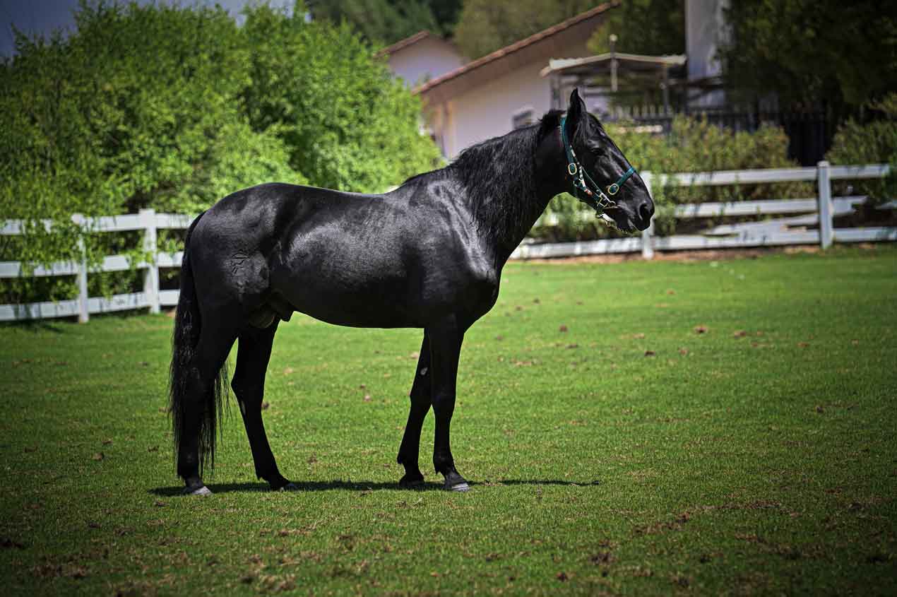 Damasco Di San Paolo